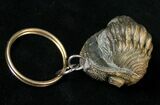 Real Phacops Trilobite Keychain #17383-1